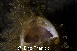 yawning hairy frogfish, canon 20D, canon EF 100mm macro i... by Eric Francis 